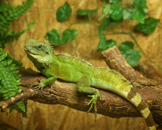 Reptile Gardens